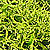{Lichen}